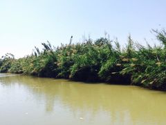 -大湾区中央湿地公园