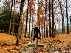 -白水寺森林公园