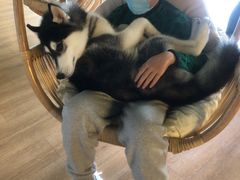 -Husky Go! 哈士奇体验馆·宠物咖啡厅狗咖