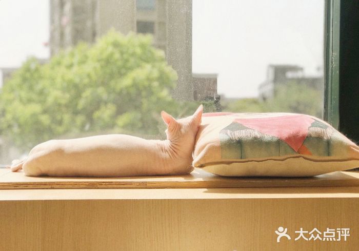 CAT’S MEWSTAR CAFE·喵星球猫屋(晴湾咖啡店)小可爱图片