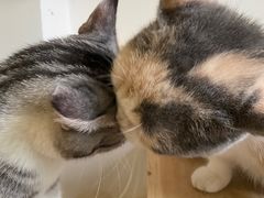 -Bastet sally猫舍购宠(静安店)