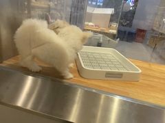 -狗道宠物(常熟印象城店)
