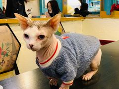 -猫小院猫主题咖啡厅(北锣店)