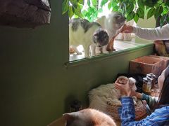 -猫猫幼稚园·撸猫·桌游·电玩