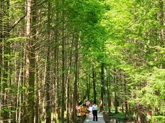 -桤木河湿地公园