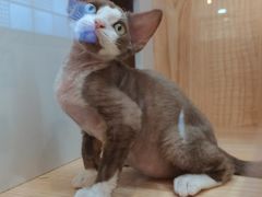 -山宅一喵德文卷毛猫舍