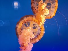 -太平洋海底世界