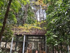 -铁山坪森林公园