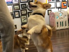 -柯斗斗主题餐厅·狗咖·围炉煮茶·茶饮(国瑞升平里店)