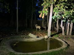 -清迈夜间动物园