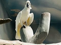 -石家庄市动物园