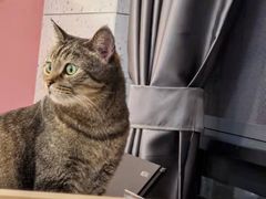 -喵园·猫主题咖啡厅·撸猫·猫咖(国贸店)