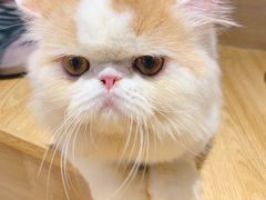 -啵啵喵·猫咖(攀华国际店)