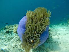 -马达京岛