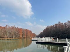 -上海海湾国家森林公园