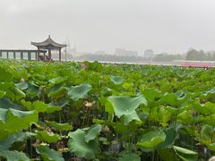 -莲花池公园
