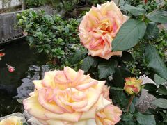 -顺德了能馆(虎门店)