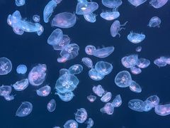 -大连老虎滩海洋公园