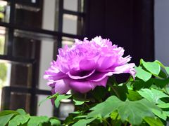 -秋霞圃