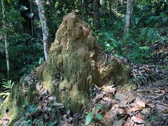 -中国科学院西双版纳热带植物园