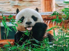 -西霞口神雕山野生动物世界