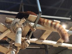 -Zoolung Zoolung动物主题公园(海信广场店)