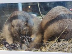 -酷以爬仙阁实体爬宠店·守宫·蜥蜴·专业繁育