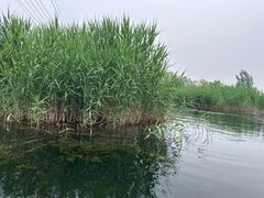 -白洋淀景区