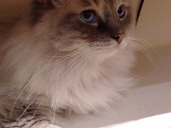 -滚猫咖啡·猫咖·猫友好撸猫(未来城店)