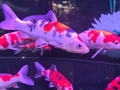 -花鸟鱼虫鲜花绿植市场(玉泉路店)