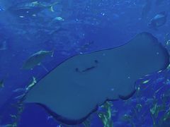 -芜湖新华联大白鲸海洋公园