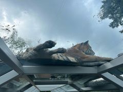 -西霞口神雕山野生动物世界