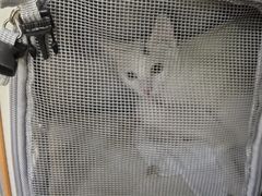 -米苏动物医院·犬猫专科·骨科外科内窥镜