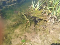 iphone_upload_pic-新江湾城公园