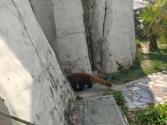 -灵玲国际马戏城