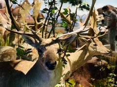 -陕西自然博物馆