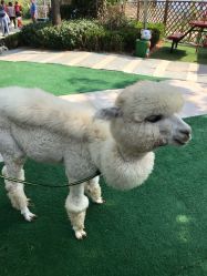 -萌宠亲子动物乐园(槐房万达店)