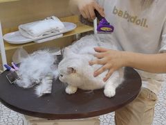 -momokira米努特·德文卷毛猫·棉花面纱犬