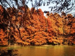 -上海海湾国家森林公园