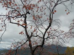 -林坑古村落