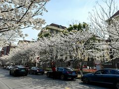 -高东镇樱花园