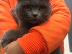 -美联众合宠物医院·爱萌分院·内外科·猫科中心