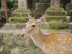 -奈良公园