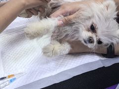 -美联众合动物医院·24h转诊中心