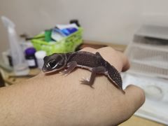 -酷以爬仙阁实体爬宠店·守宫·蜥蜴·专业繁育