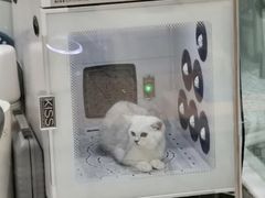 -momokira米努特·德文卷毛猫·棉花面纱犬