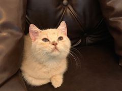 -猫大福·Fortune Cat猫舍(百子湾店)