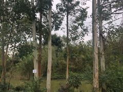 -白鹭湾湿地公园