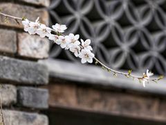 -春风习习