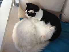 猫咪们 (1)-Anne猫窝咖啡屋